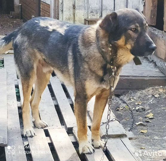 Кобель в добрые руки