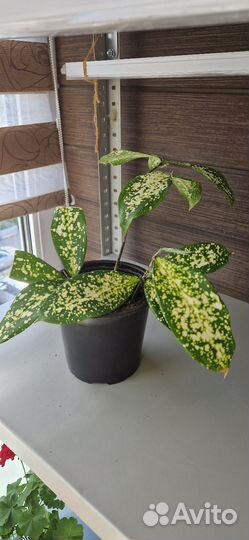 Драцена суркулоза