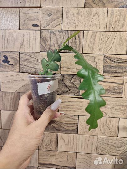 Эпифиллум ангулигер