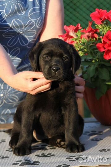 Лабрадор щенок