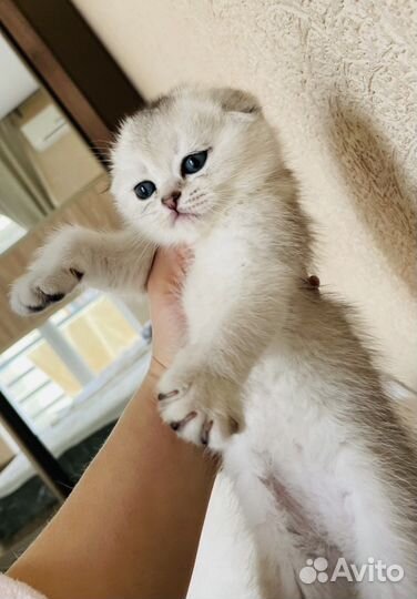 Котята шиншилята