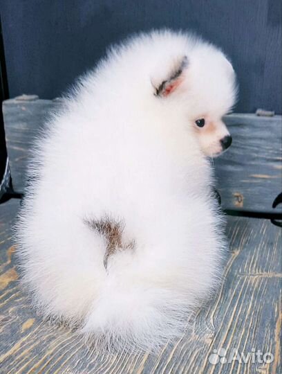 Шпиц Мерле с голубыми глазами