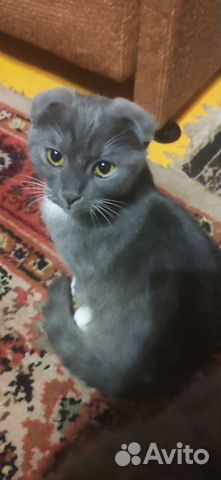 Метис Шотландская вислоухая кошка бесплатно объявление продам