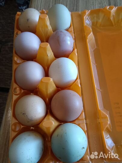 Домашние куриные яйца