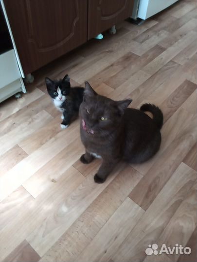 Котенок девочка в добрые руки приучена к лотку