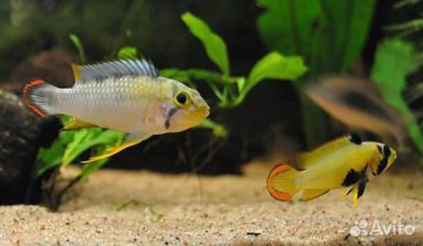 Апистограмма