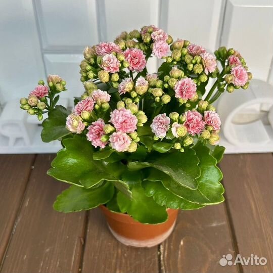 Каланхоэ Розалина