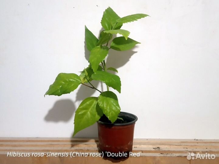 Гибискус китайский классические формы