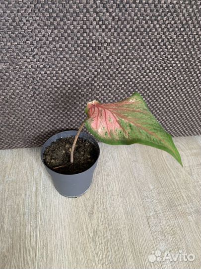 Каладиум пинк