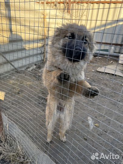 Собака охранник в добрые руки