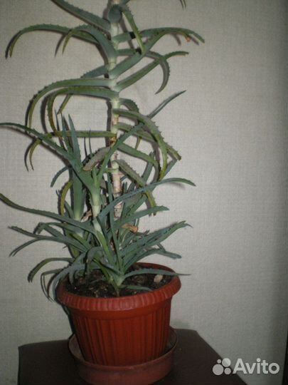 Алоэ лечебный