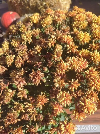 Наполнитель для подушки