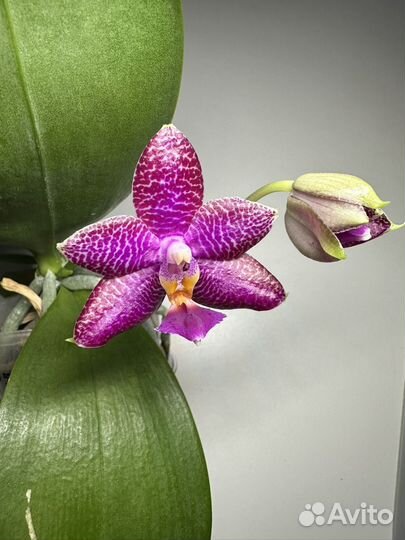Орхидея фаленопсис от Mituo MA0565