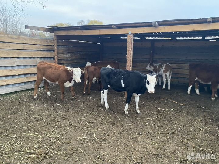 Бычки телки