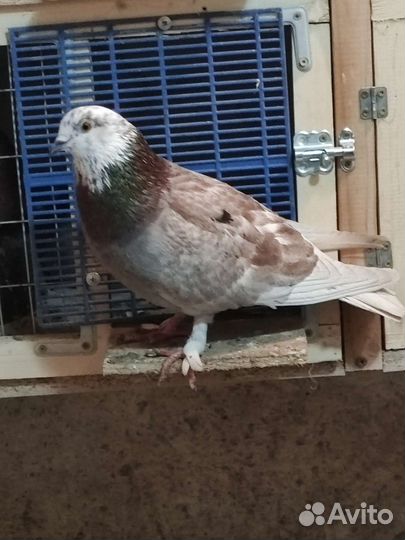 Продажа голубей