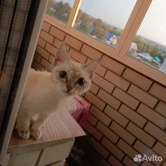 Шотландский котенок
