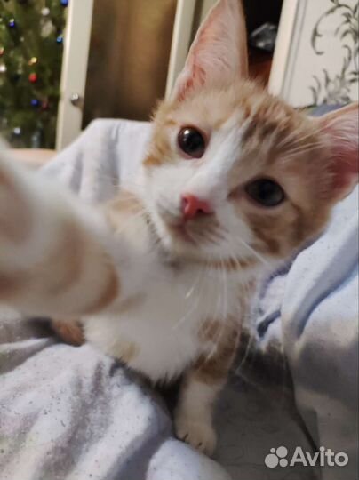 Котëнок в добрые руки