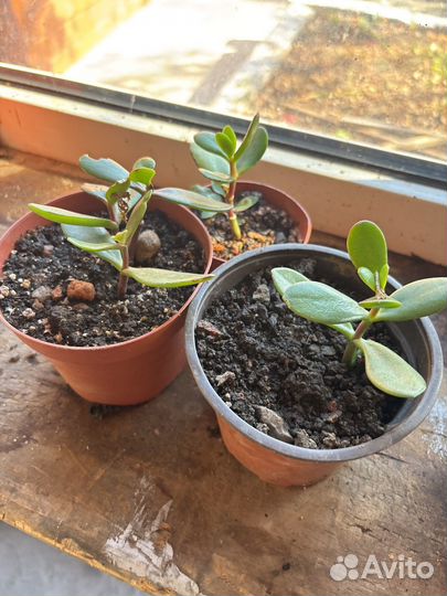 Денежные деревья