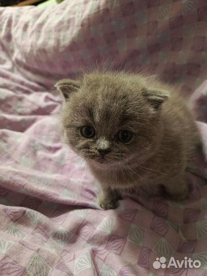 Британские котята