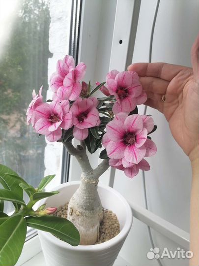 Адениум сорт Swallow