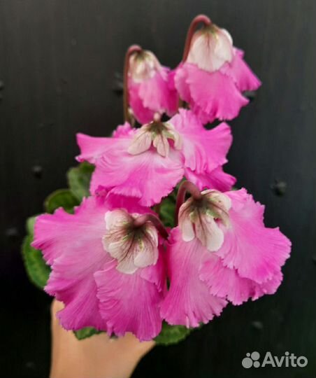 Цикламен семена