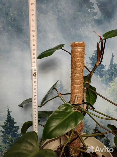 Филодендрон краснеющий 35, 70 см, по 3 ствола