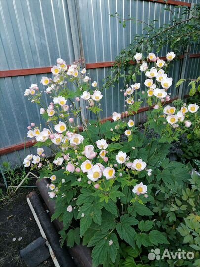 Анемона японская