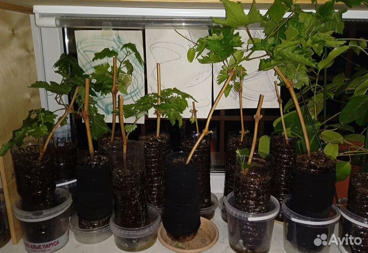 Виноград Эверест саженцы