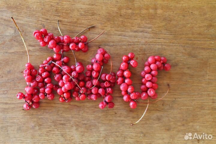 Лимонник, Элеутерококк, Аралия семена