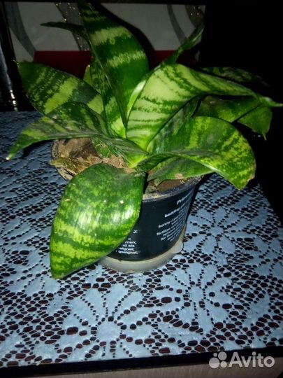 Комнатные цветы