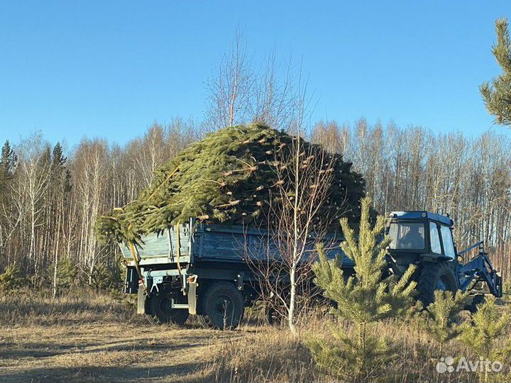 Сосна Новогодняя