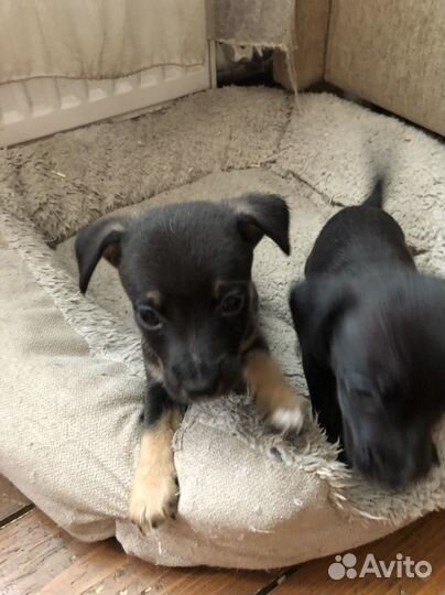 Щенки метисы джек рассела