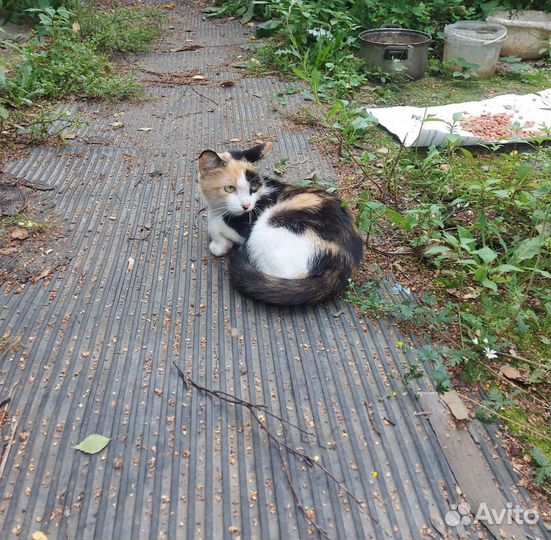 Стерилизованная кошечка. Мышеловка в частный дом