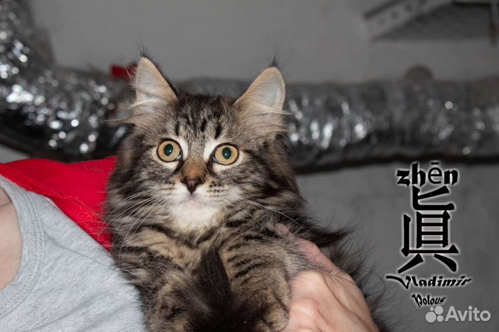 Мальчик в добрые руки