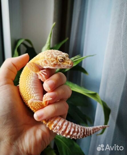 Эублефар самка взрослая