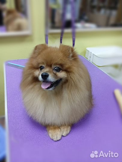 Услуги грумера/стрижка собак и кошек