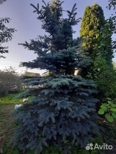 Ель голубая крупномер