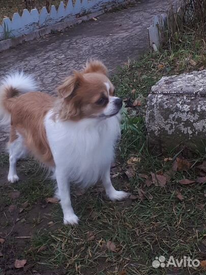 Чихуахуа вязка