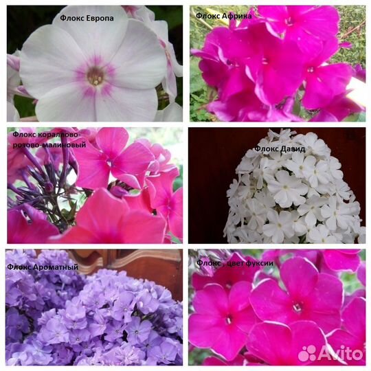 Флоксы