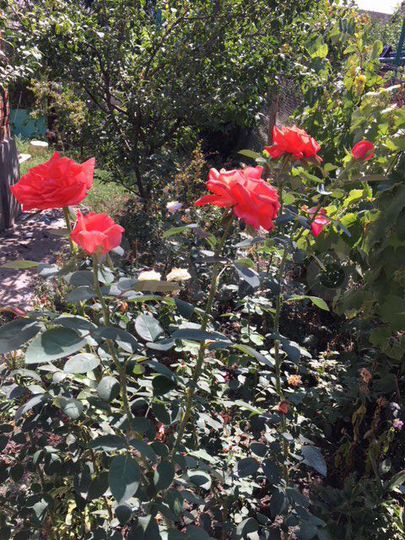 Участок 6,1 сот. (ИЖС)