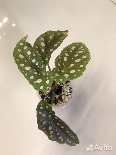 Бегония макулата