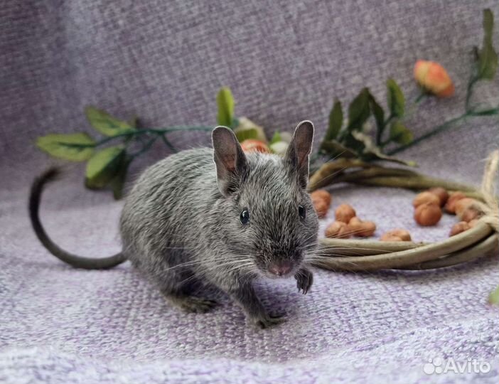 Чилийская белка Дегу разных окрасов