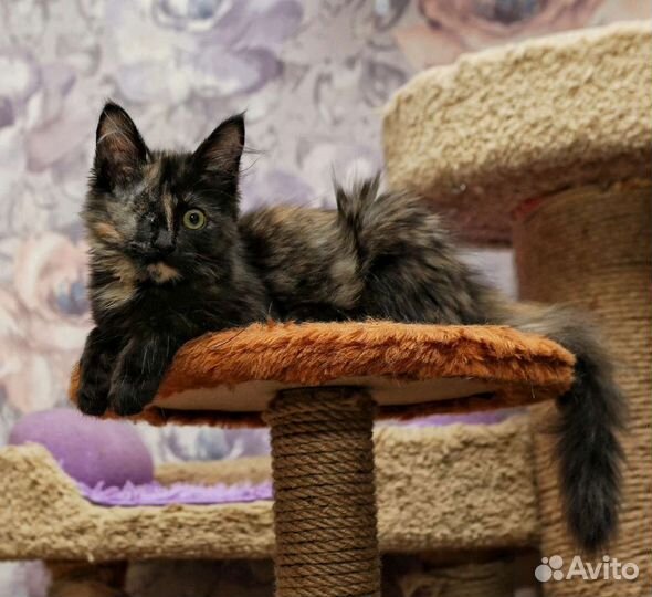 Леля в добрые руки