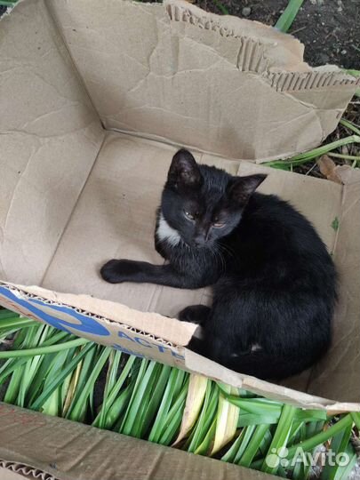 Котята в дар