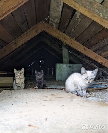 Котята в добрые руки