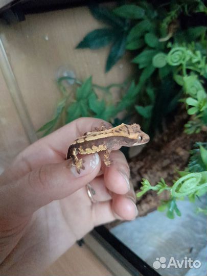 Реснитчатый бананоед