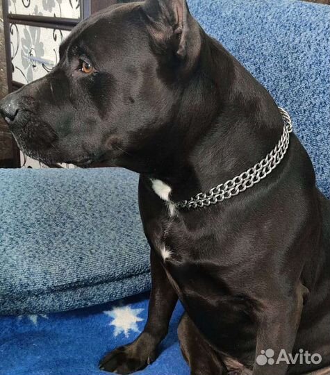 Pitbul вязка