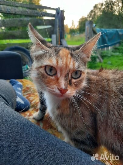 Кошка