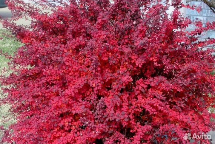 Барбарис обыкновенный: красный, зеленый