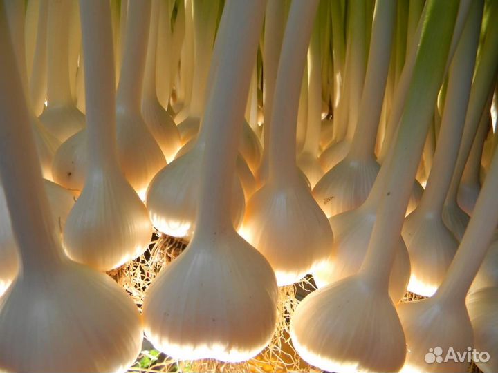 Чеснок семенной Гулливер для посадки